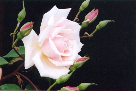 salut et bienvenue!!